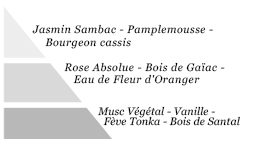 Pyramide olfactive